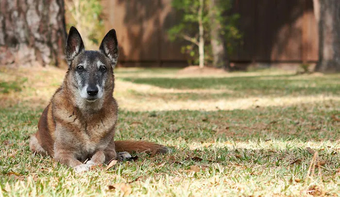 Tanglewilde Veterinary Clinic Picture 9