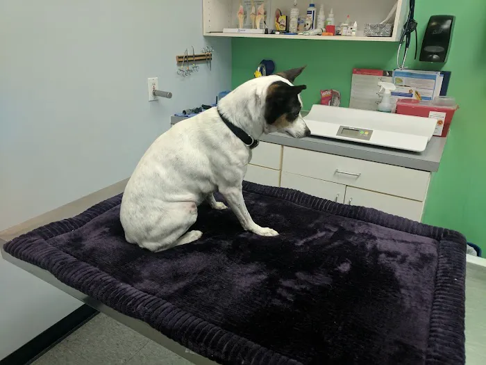 Tanglewilde Veterinary Clinic Picture 8