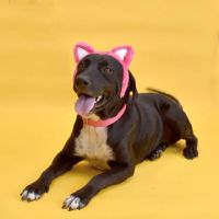 Woodlake Pet Hospital ico