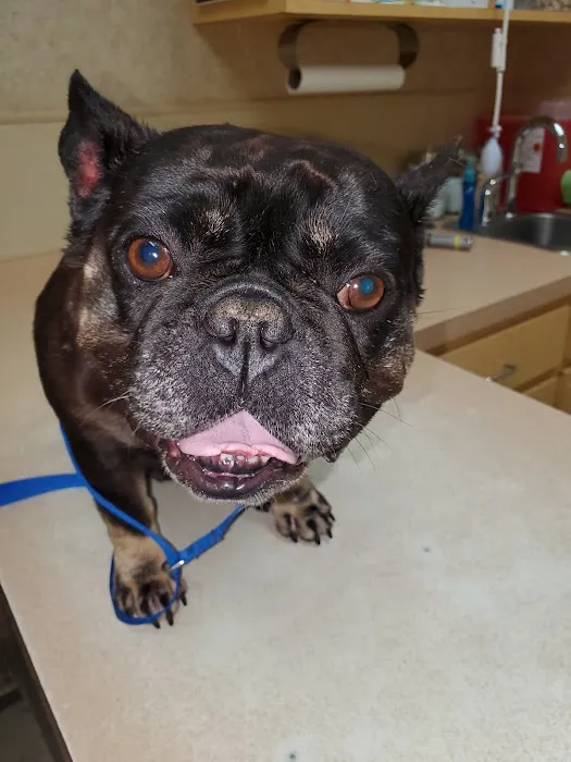 Cy-Fair Animal Hospital Picture 2