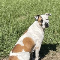 Cy-Fair Animal Hospital ico