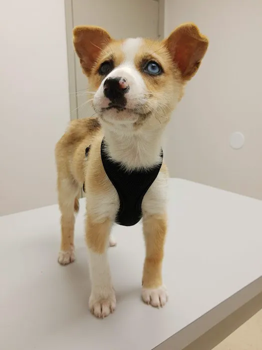 Cy-Fair Animal Hospital Picture 8