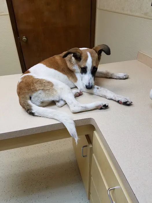 Cy-Fair Animal Hospital Picture 7