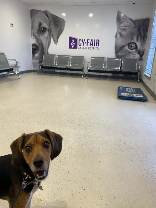 Cy-Fair Animal Hospital Picture 3