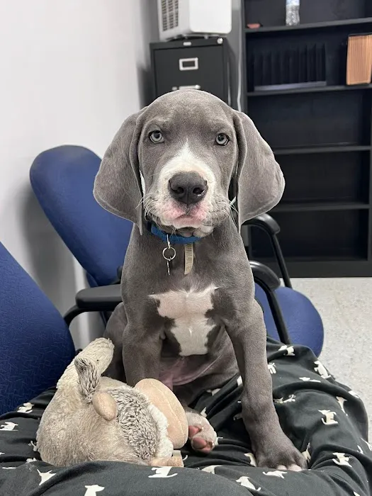 Cy-Fair Animal Hospital Picture 10