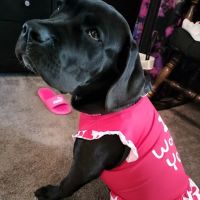 Veterans Memorial Drive Animal Hospital ico