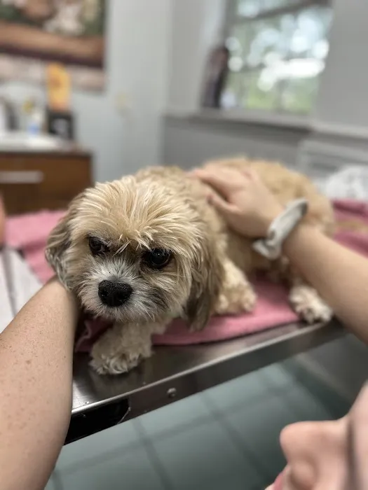 Veterans Memorial Drive Animal Hospital Picture 2