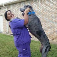 Kleinbrook Animal Hospital ico
