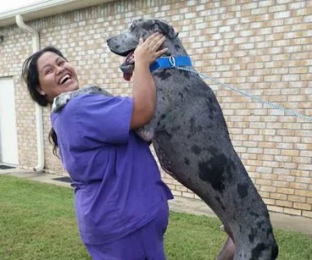 Kleinbrook Animal Hospital