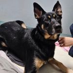 Serene Veterinary Services