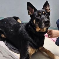 Serene Veterinary Services ico
