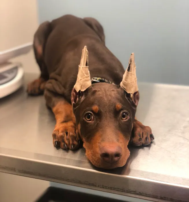 Canyon Lakes Veterinary Clinic Picture 5