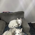 Canyon Lakes Veterinary Clinic