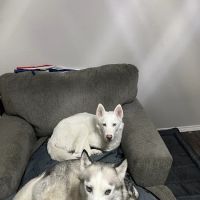 Canyon Lakes Veterinary Clinic ico