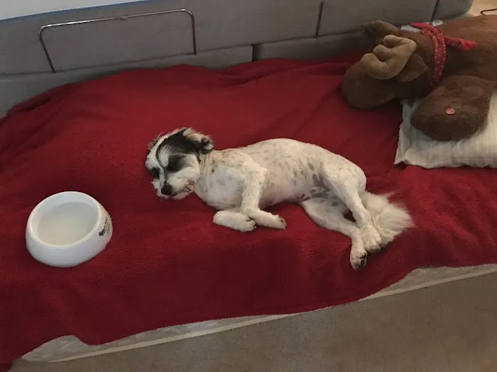 Banfield Pet Hospital Picture 6