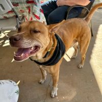 Banfield Pet Hospital ico