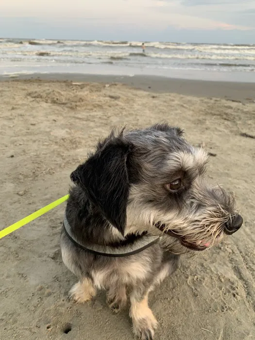 Coastal Veterinary Dermatology & Ear Clinic Picture 8