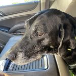 Coastal Veterinary Dermatology & Ear Clinic