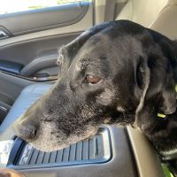 Coastal Veterinary Dermatology & Ear Clinic ico