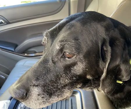 Coastal Veterinary Dermatology & Ear Clinic