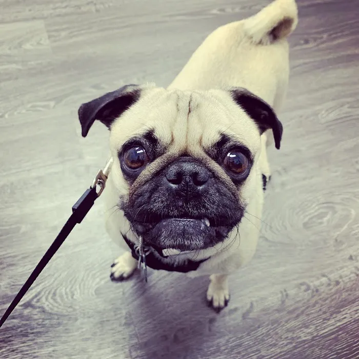 Coastal Veterinary Dermatology & Ear Clinic Picture 9