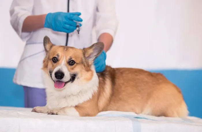 Spencer Animal Hospital Picture 3