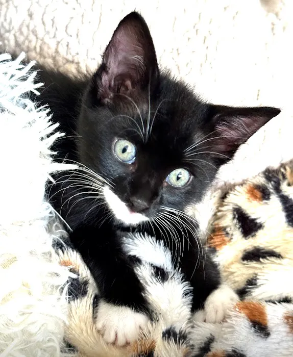 Claws & Paws Veterinary Hospital Picture 2