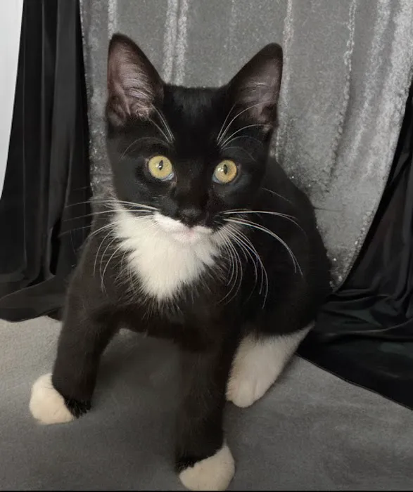 Claws & Paws Veterinary Hospital Picture 1