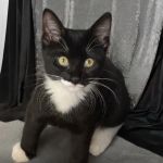 Claws & Paws Veterinary Hospital