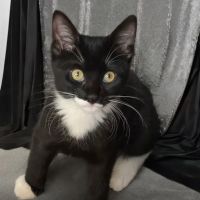 Claws & Paws Veterinary Hospital ico