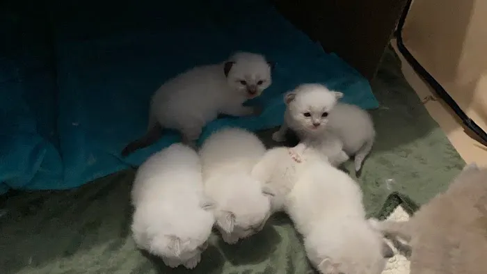 Meow City Ragdoll - Ragdoll Kittens for Sale Picture 5
