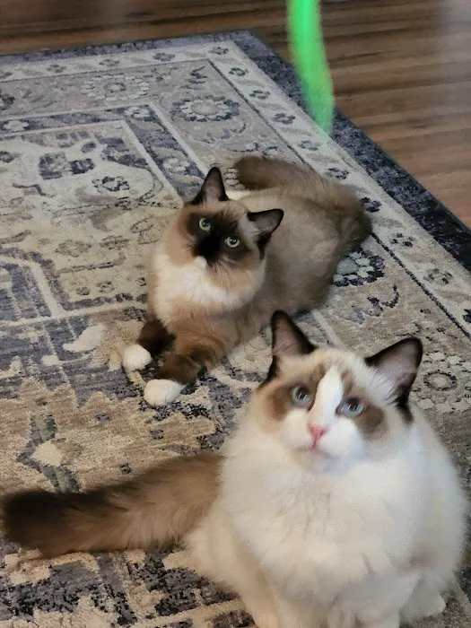 Meow City Ragdoll - Ragdoll Kittens for Sale Picture 3