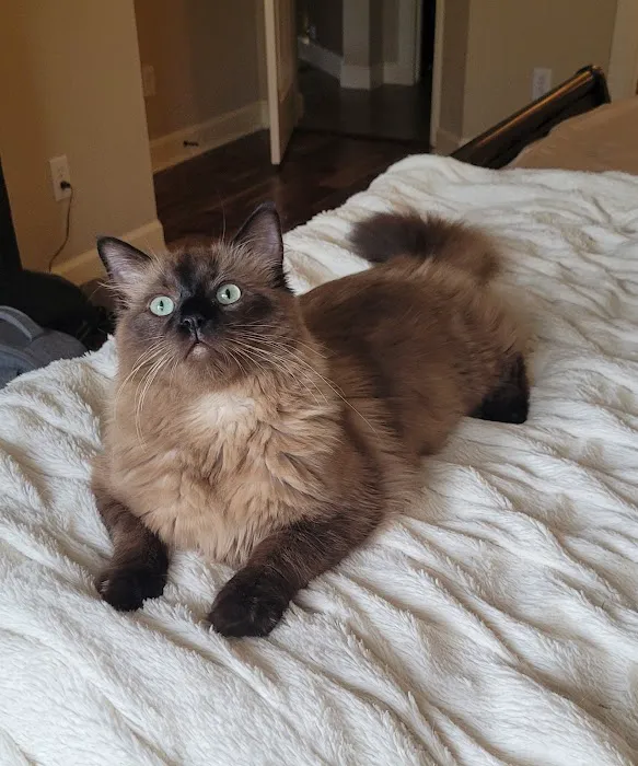 Meow City Ragdoll - Ragdoll Kittens for Sale Picture 1