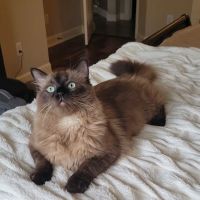 Meow City Ragdoll - Ragdoll Kittens for Sale ico