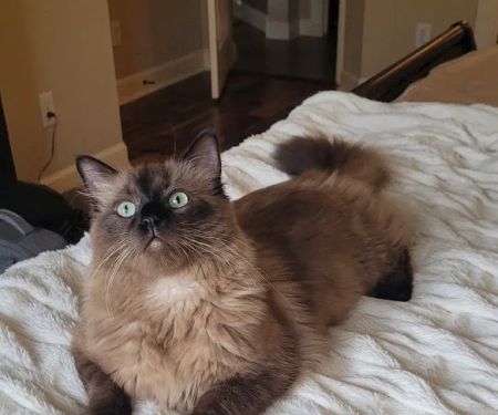 Meow City Ragdoll - Ragdoll Kittens for Sale