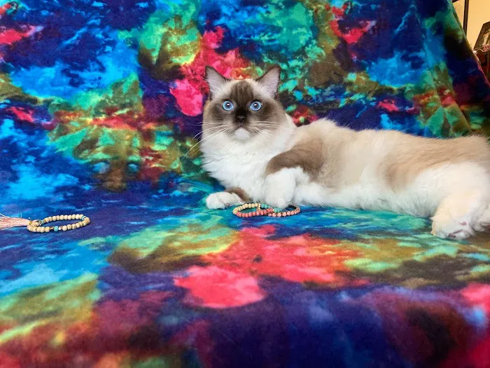 Meow City Ragdoll - Ragdoll Kittens for Sale Picture 7
