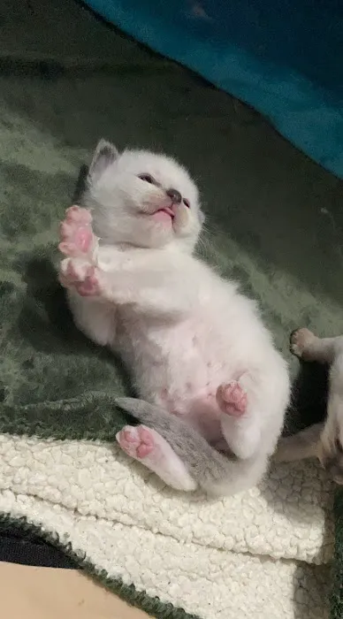 Meow City Ragdoll - Ragdoll Kittens for Sale Picture 9