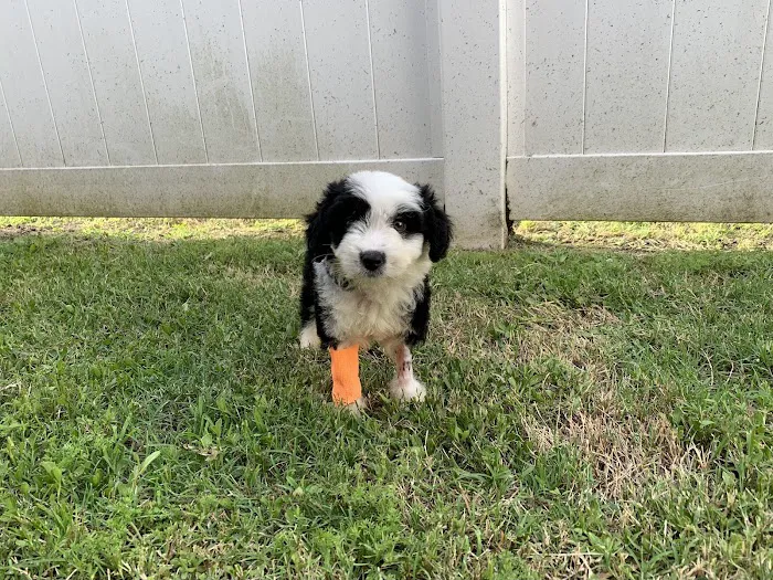 Deer Park Animal Hospital Picture 10