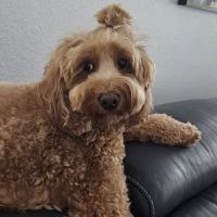 Underwood Animal Clinic ico