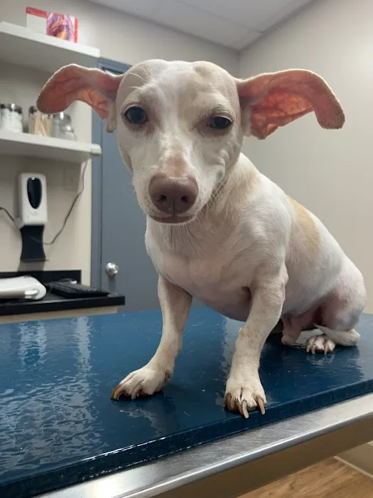 Underwood Animal Clinic Picture 10