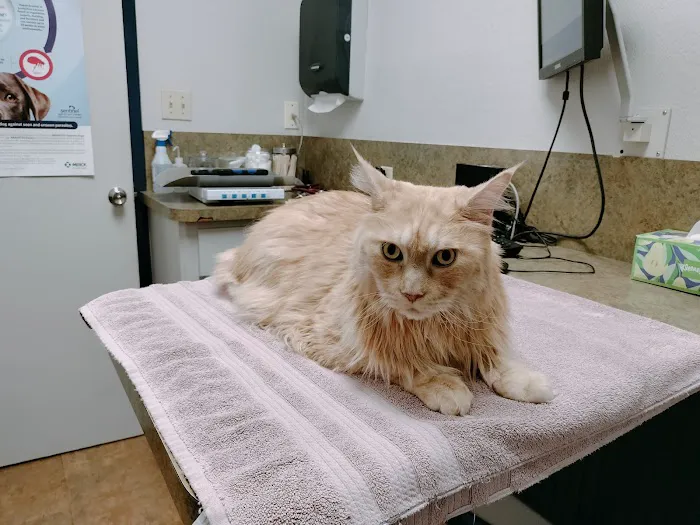 Feline Medical Center Picture 2