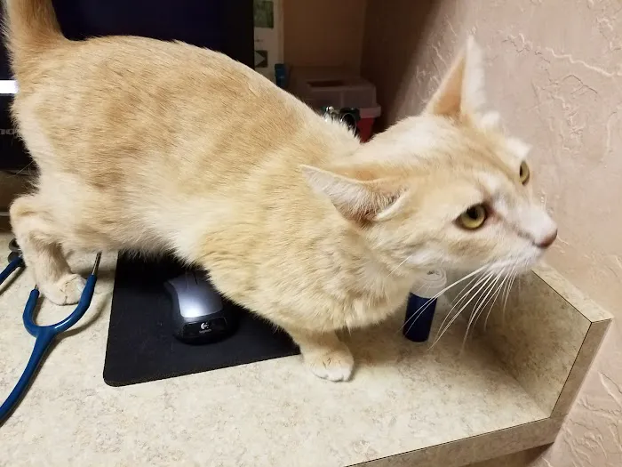 Feline Medical Center Picture 1