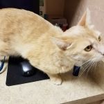 Feline Medical Center