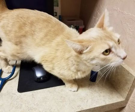 Feline Medical Center