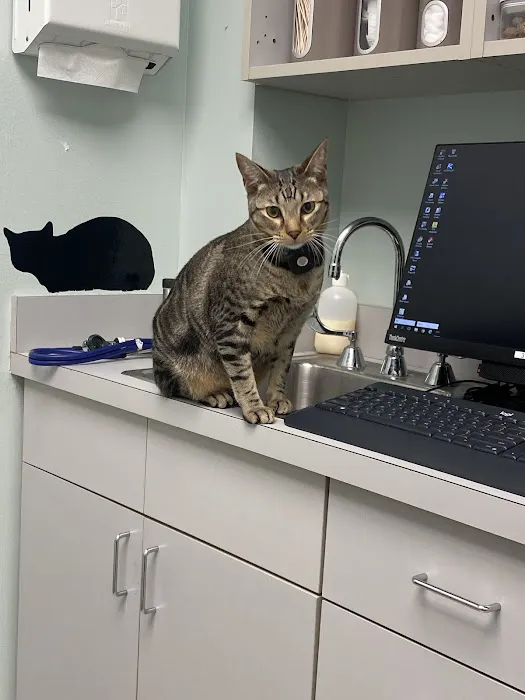Bay Glen Animal Hospital Picture 5