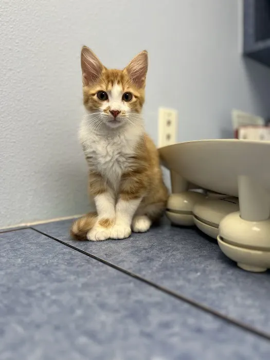 Citi Animal Hospital Picture 5