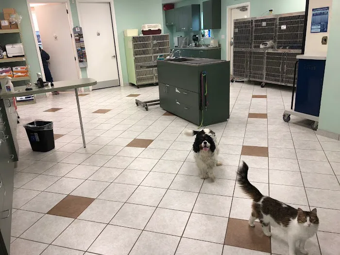 Citi Animal Hospital Picture 2