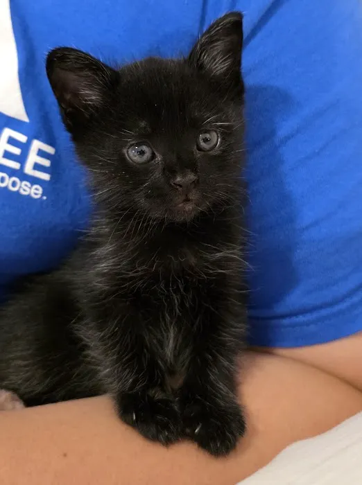 Friendswood Veterinary Hospital Picture 8