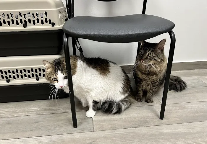 Above & Beyond Veterinary Hospital Picture 10