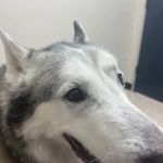 Houston Humane Society Animal Clinic